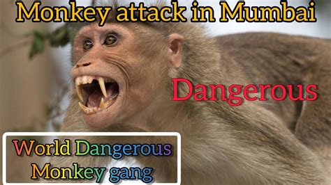 Monkey Gang in Mumbai #angry monkey #Monkeydogfight @GamelyCraft - YouTube