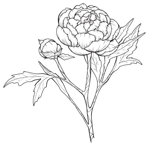 Peony Flower Drawing