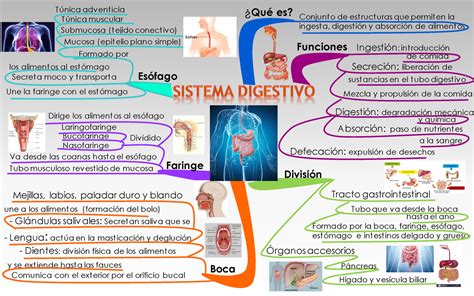 Mapa mental sobre el Sistema Digestivo - ¿ Qué es? Conjunt o de est ...