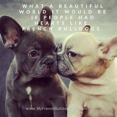 Funny French Bulldog Quotes - ShortQuotes.cc