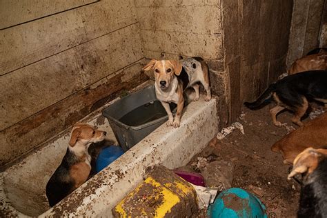 From Neglect to New Beginnings: The Touching Journey of Poor Dogs ...