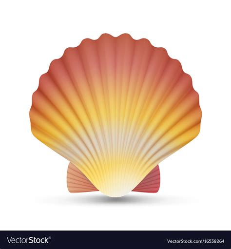 Scallop seashell realistic scallops shell Vector Image