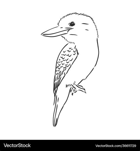 Black outlined kookaburra bird- drawing Royalty Free Vector