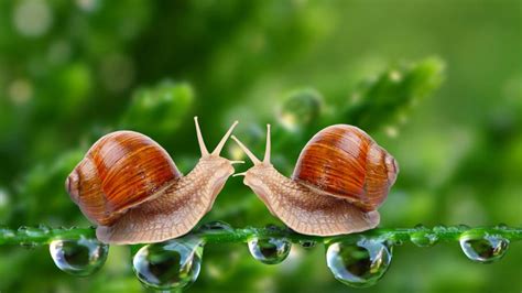 Snails - Macro photography - backiee