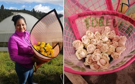 Ecuador: Forever Flowers harvest first flowers