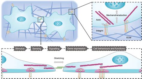 Schematic diagram of the mechanotransduction: cell‐cell (bottom) and ...