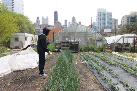 Urban Farming: Where It Came From and Where It's Going