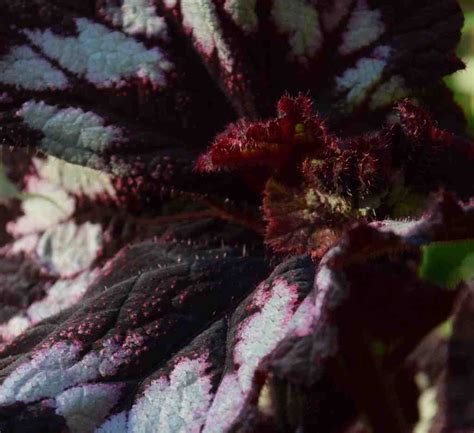 Begonia ‘China Curl’ | The Biking Gardener