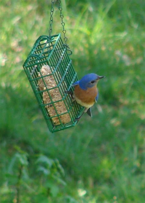 Suet Recipe For Bluebirds | Dandk Organizer