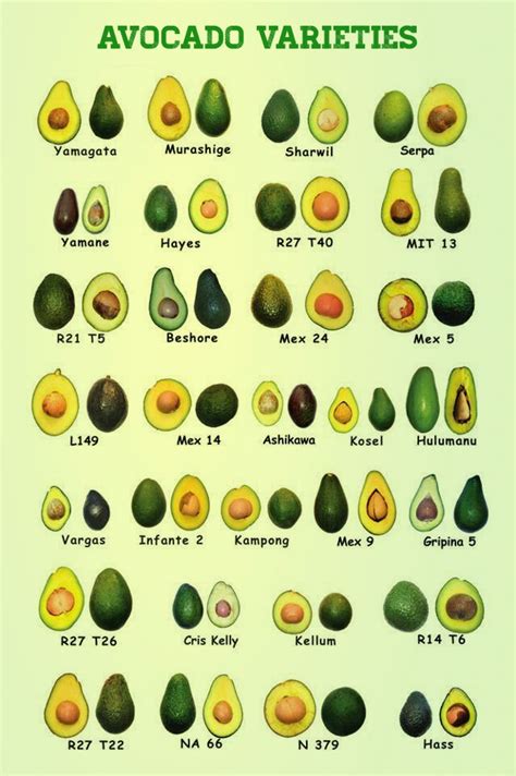 Garden and Farms: Different Avocado Varieties