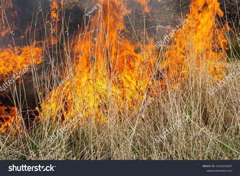 Burning Old Dry Grass Tongues Red Stock Photo 2161033837 | Shutterstock