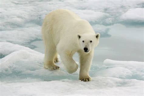 Polar Bear v Northern Elephant Seal