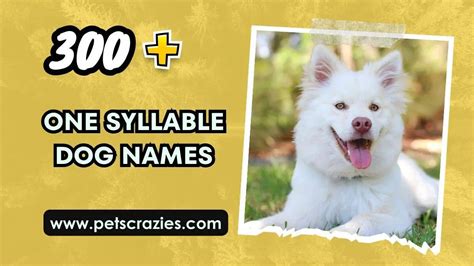 300+ One Syllable Dog Names (Quick Recall Tips)