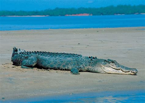 Saltwater Crocodile - The largest living reptile (source: wiki) Crocodile Marin, News In ...