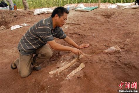 Dinosaur fossils unearthed in E. China- China.org.cn