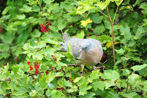 Free photo: Dove, Bird, Wood Pigeon, Tree - Free Image on Pixabay - 1857976