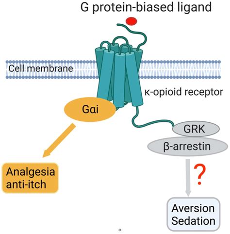 Study targets kappa opioid receptor to develop more effective drugs for pain management ...