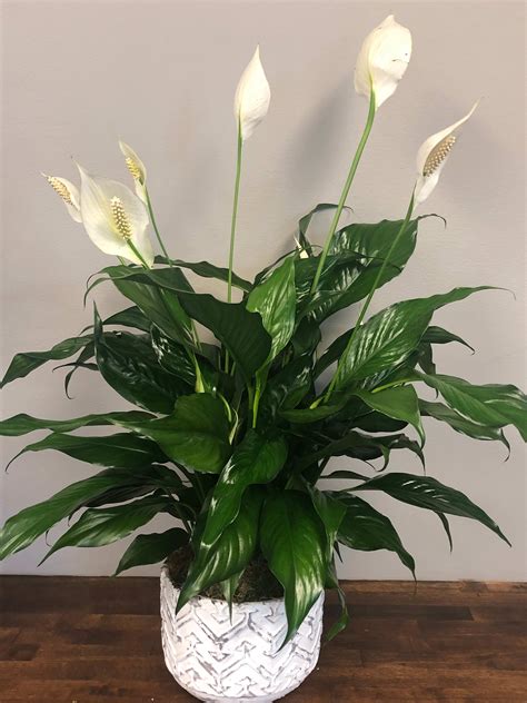Wishing you Peace-Potted Peace Lily plant in Middleton, WI | Promises ...