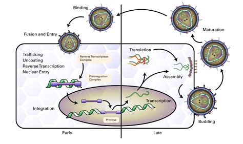 Retrovirus Replication