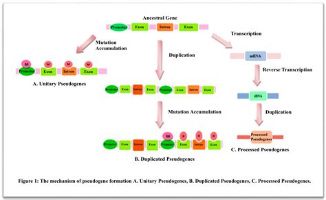 EXAMINATION OF PSEUDOGENES FROM THE VIEWPOINTS OF EVOLUTION AND CREATION | Questions on Islam