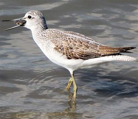 Common greenshank photos | Birds of India | Bird World