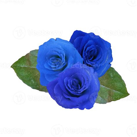 Free blue rose flower element 21536902 PNG with Transparent Background