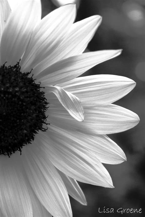 Black And White Sunflower Wallpaper