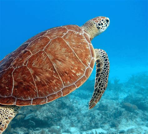 Types Of Florida Sea Turtles