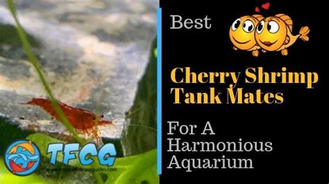 Cherry Shrimp Tank Mates: The Best For A Harmonious Aquarium