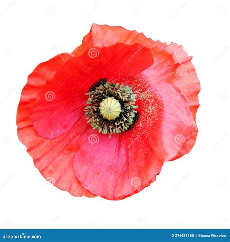 A Single Poppy Flower, Cut Out on a White Background Stock Photo ...