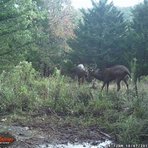 Great Numbers of Bucks on Trail Cams | Missouri Hunting & Outdoor Adventures