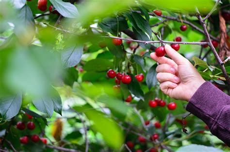 Cherry picking – free photo on Barnimages