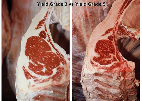 Yield Grades in Beef (Eins, zwei, drei) - CAB Cattle