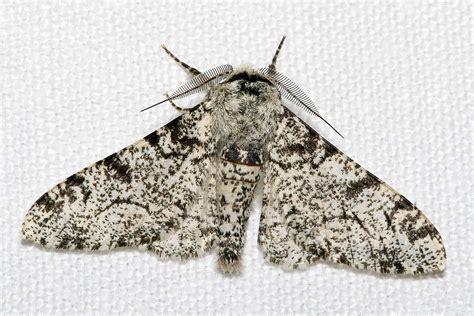 Geometrid moth | Caterpillar, Camouflage & Wings | Britannica