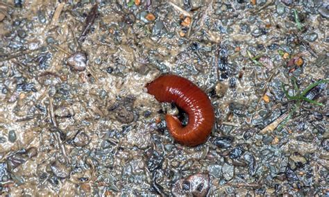 Kinabalu Giant Red Leech Pictures - AZ Animals