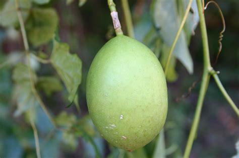 Passion Vine (Maypop) – Recipes | Walter Reeves: The Georgia Gardener