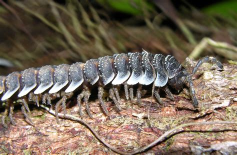 Flickriver: Arthur Anker's photos tagged with myriapoda