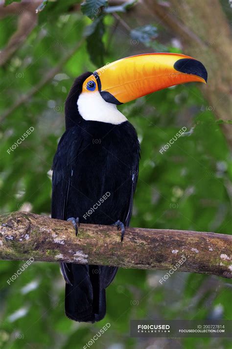 Toco toucan on branch in Pantanal wetlands, Brazil, South America ...