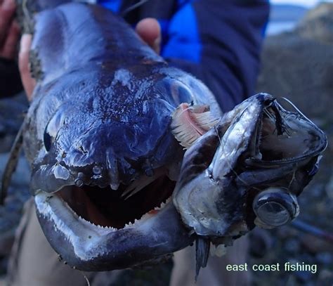 The toothy Conger Eels of Wicklow | Fishing in Ireland - Catch the ...