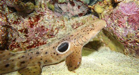 Epaulette Shark - New England Aquarium