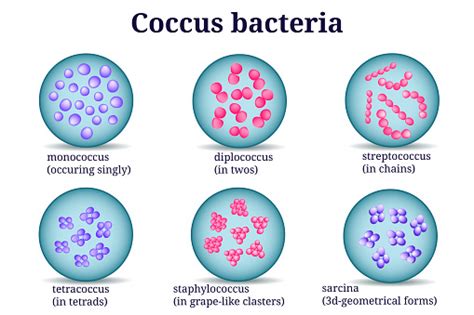 Arrangements Of Coccus Bacterial Microorganism In Petri Dish Stock ...