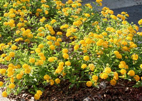 Sturdy, colorful lantana provide summer beauty | Mississippi State University Extension Service