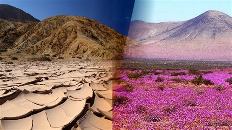 Unusual Rainfall Just Made World's Driest Desert Bloom with Color