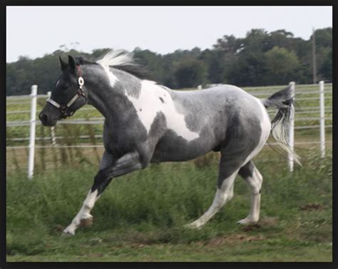 Blue roan paint | American paint horse, Beautiful horses, Horses