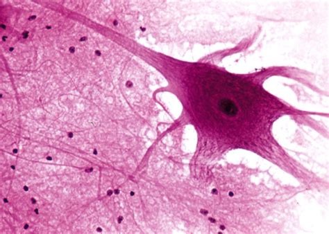 Nerve tissue is specialized for chemical and electrical communication and consists of neurons ...