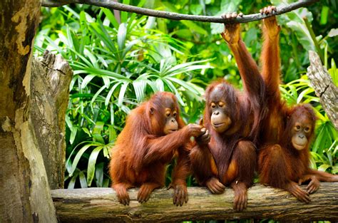 Download Primate Monkey Animal Orangutan 4k Ultra HD Wallpaper