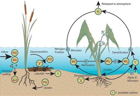 Nutrient Removal — The Wetlands Initiative