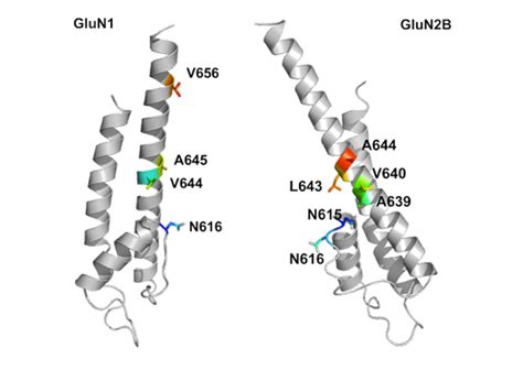 Anti-NMDA receptor encephalitis - Wikipedia