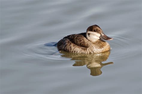 Ruddy Ducks | Focusing on Wildlife