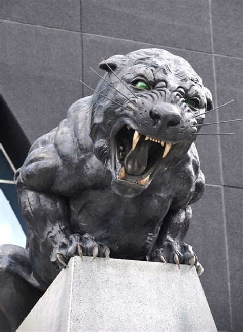 Carolina Panthers IT'S GAME DAY! | Carolina panthers, Feline anatomy, Panthers